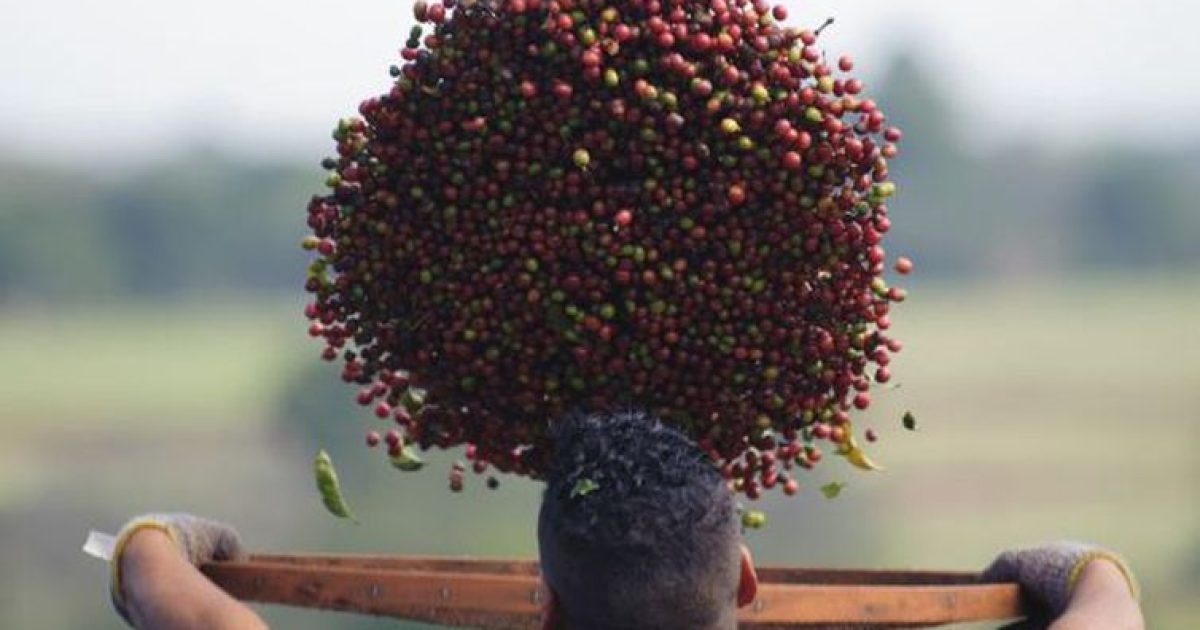 No Brasil, o café é cultivado principalmente por pequenos produtores (Foto: Arquivo/Agência Brasil)