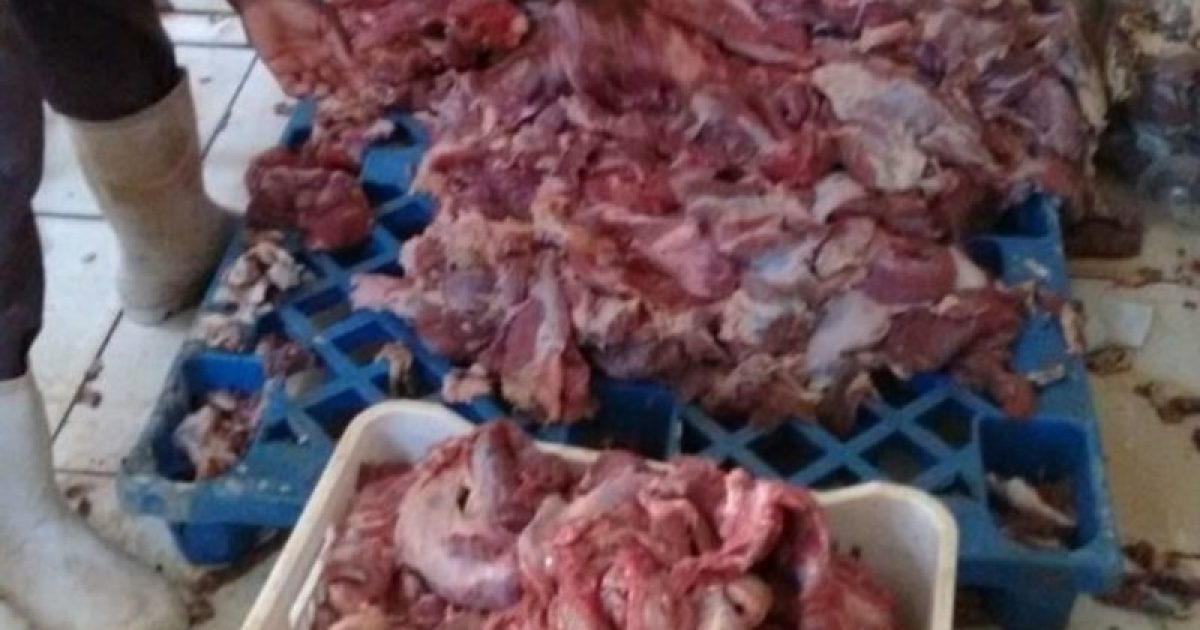 Carne achada em depósito clandestino na Bahia (Foto: Divulgação/Polícia Civil)
