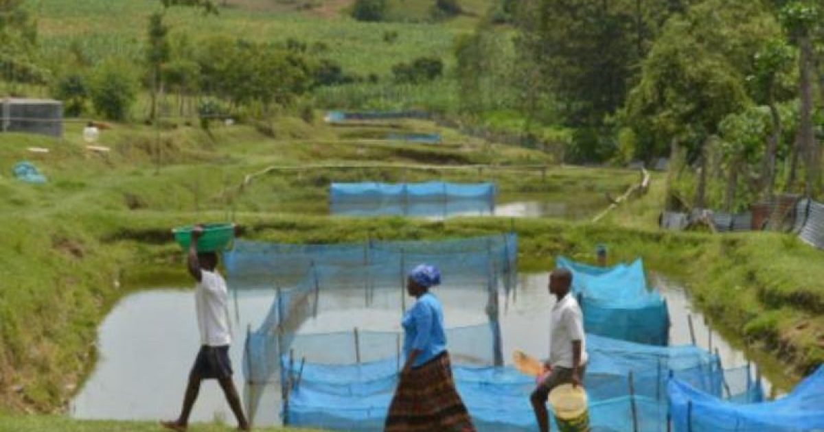 A produção de tilápia em cativeiro é uma atividade econômica importante em vários países (Foto: FAO/ONU)