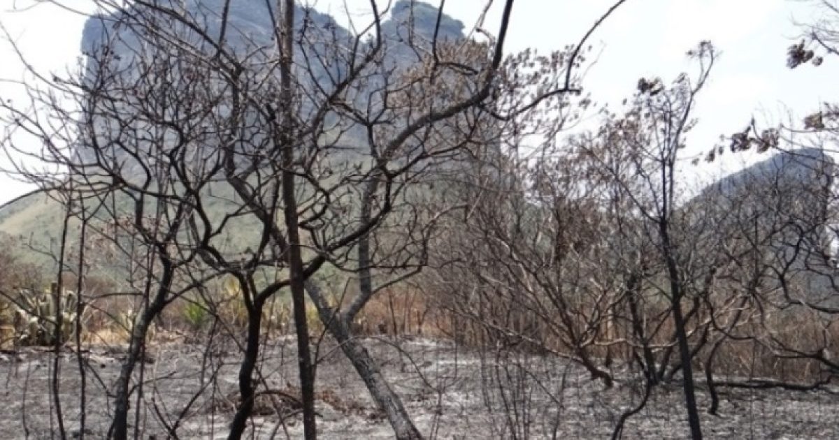 Inquérito Policial investigará se os incêndios ocorridos no Parque Nacional da Chapada Diamantina foram resultado da atuação humana (Foto: Reprodução)