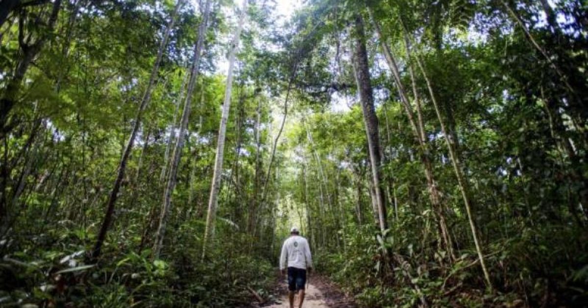 Manejo sustentável em floresta de  Juruena (MT):  Antônio Bento de Oliveira caminha em busca de castanheiras em área da reserva comunitária do assentamento Vale do Amanhecer (Foto: Marcelo Camargo/Arquivo/Agência Brasil)