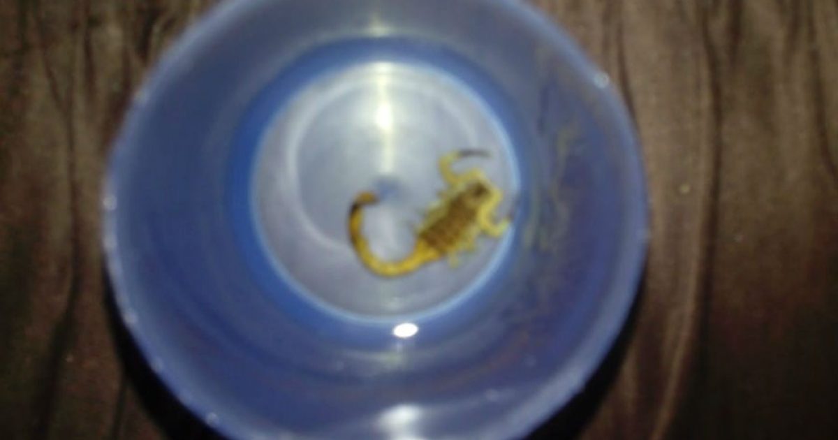 O escorpião estava preso no cordão umbilical da criança, escondido dentro da fralda. (Foto: Arquivo Pessoal)