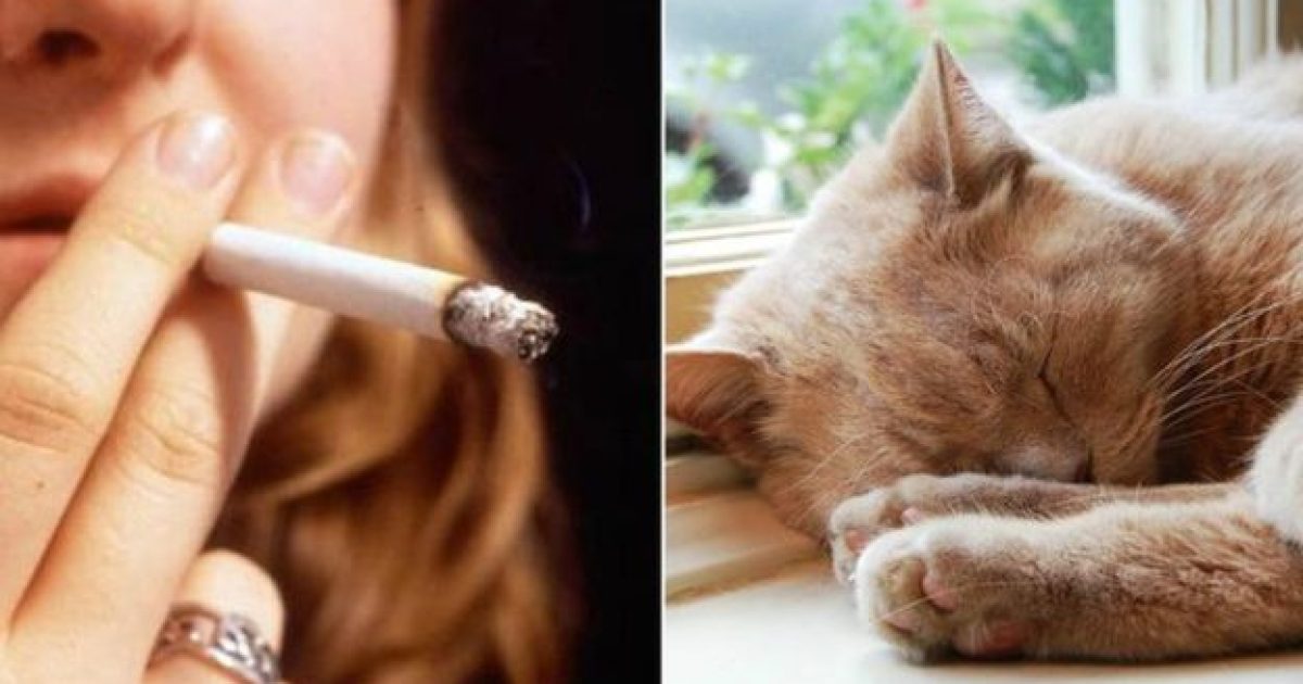 Mesmo sem viver em casas de fumantes, gatos podem estar expostos ao fumo passivo por causa de seus hábitos (Foto: PA)