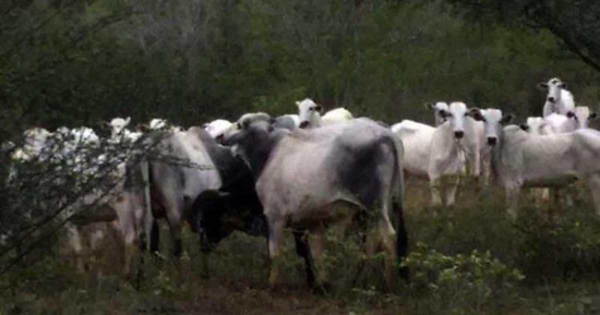 Polícia recupera 36 cabeças de gado roubadas em Mairi (Foto: Divulgação/Polícia Civil)