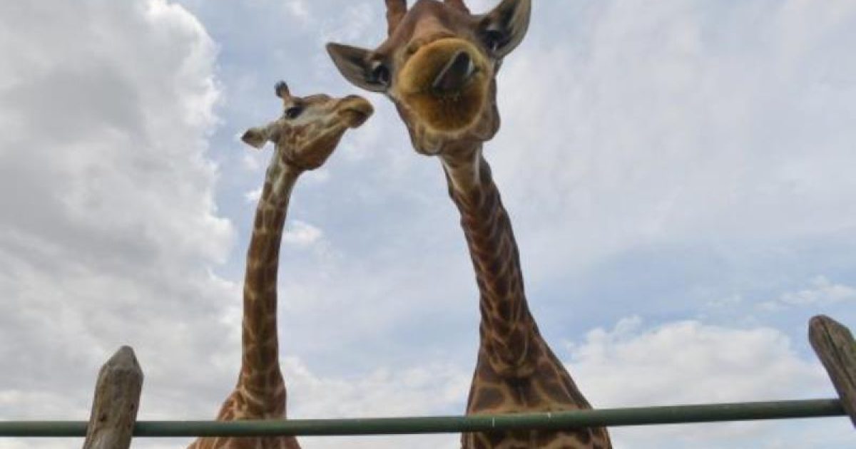 A população mundial de girafas sofreu redução de 40% nos últimos 30 anos, passando de 155 mil em 1985 para pouco mais de 97 mil em 2015 (Foto: Arquivo/EBC)