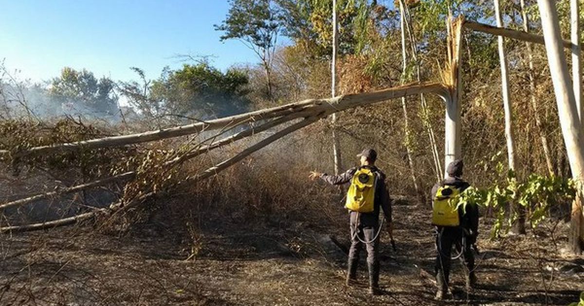 O fogo começou após uma árvore cair sobre uma rede elétrica de alta tensão. (Foto: Bombeiros Militares da Bahia/Divulgação)