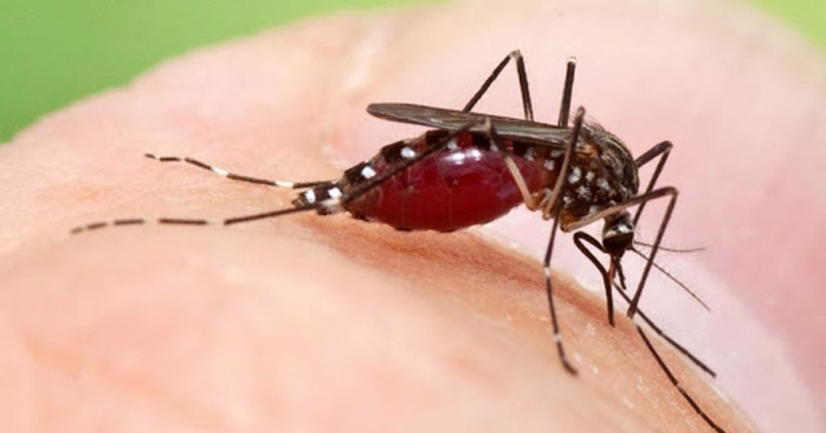 Mosquito Aedes Aegypti, que transmite a chikungunya — Foto: Divulgação