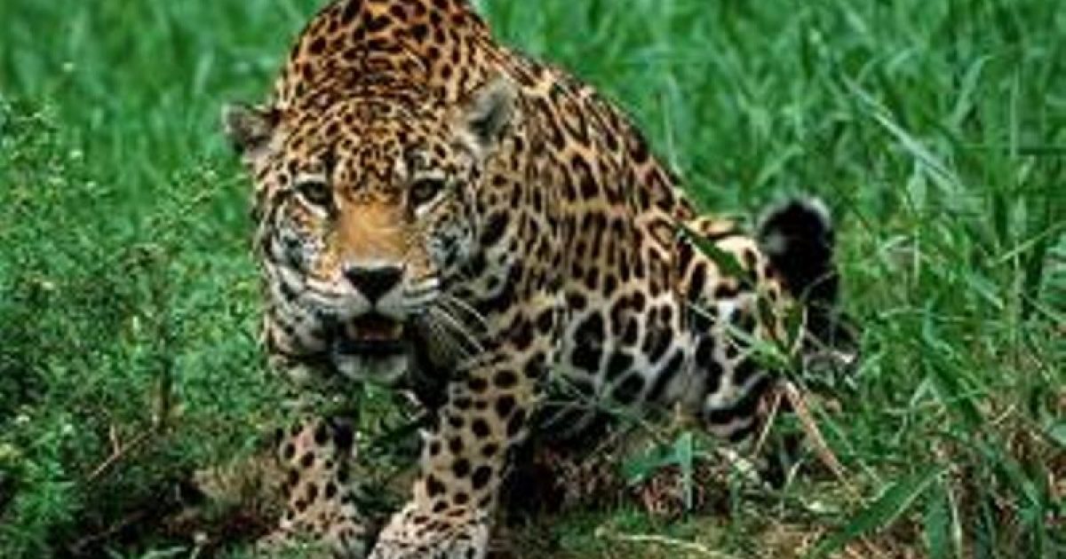 Onça pintada está na lista de animais ameaçados de extinção (Foto: Divulgação/Centro de Instrução de Guerra na Selva)