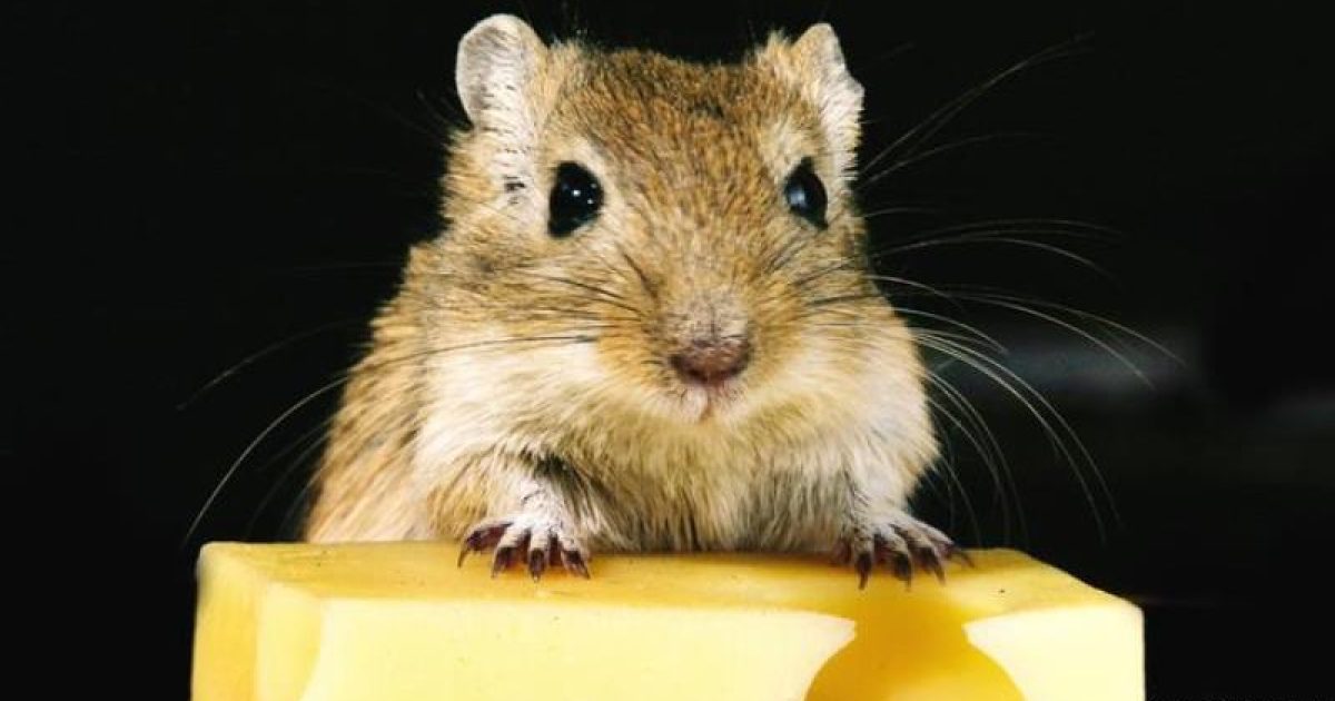 Experimento mostra aumento de 25% na longevidade de ratos de laboratório que consumiram a espermidina, uma substância encontrada em queijos envelhecidos (Foto: Alliance/Chromorange)