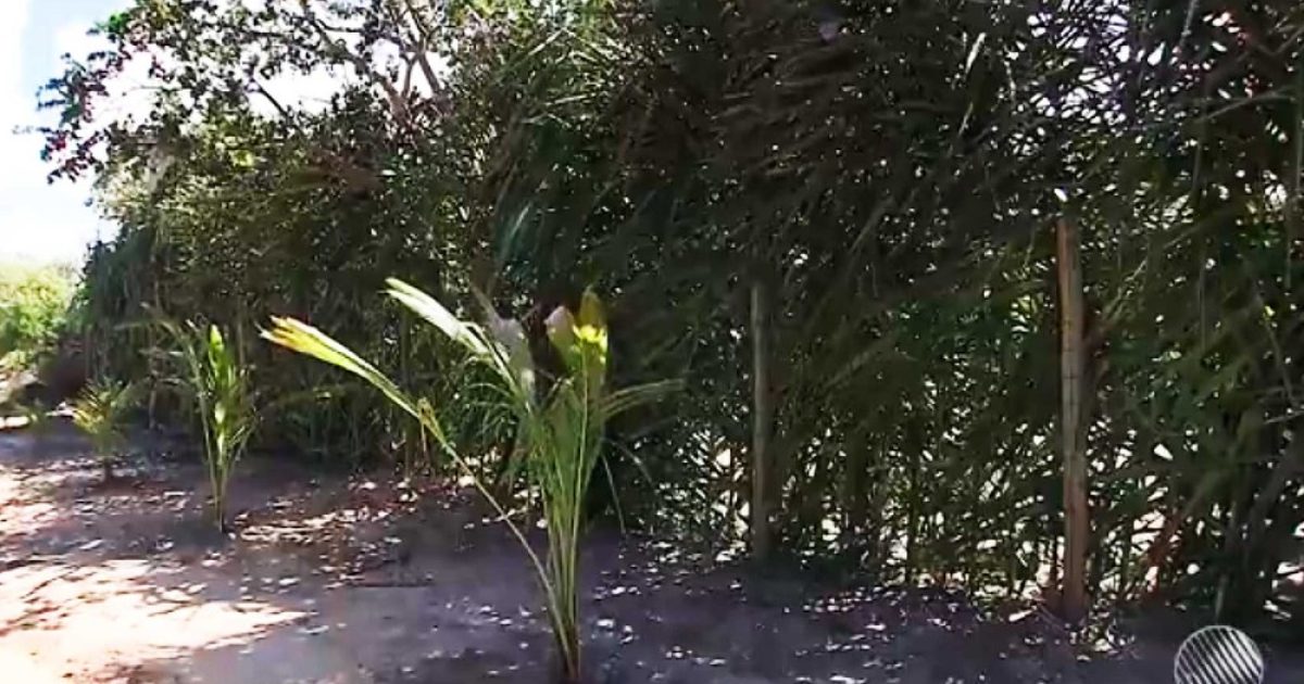 Sítio já recebeu cerca de palha de dois metros para privacidade do Forró nu, na Bahia (Foto: Imagem/TV Bahia)