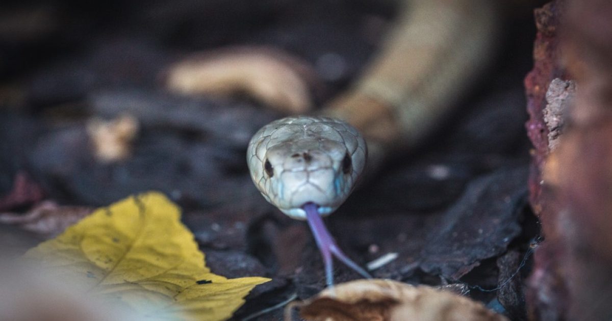Cobra Naja que picou estudante em Brasília faz ensaio fotográfico no zoológico — Foto: Ivan Mattos/Zoológico de Brasília