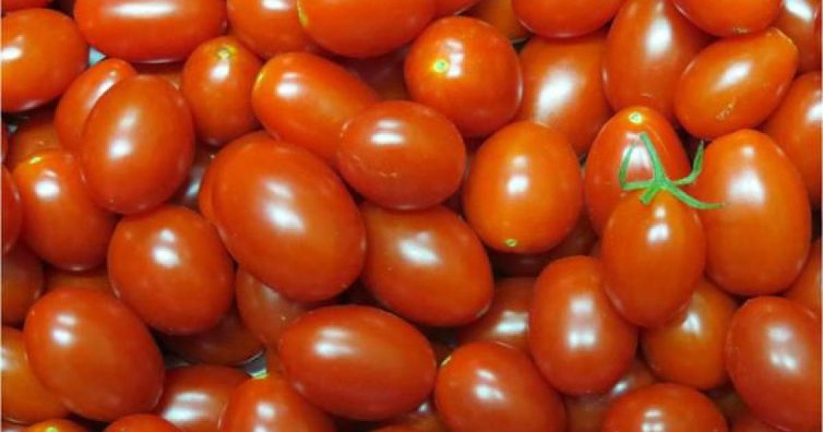 Embrapa desenvolve tomate rico em licopeno - Leandro Santos Lobo/Embrapa/Direitos reservados