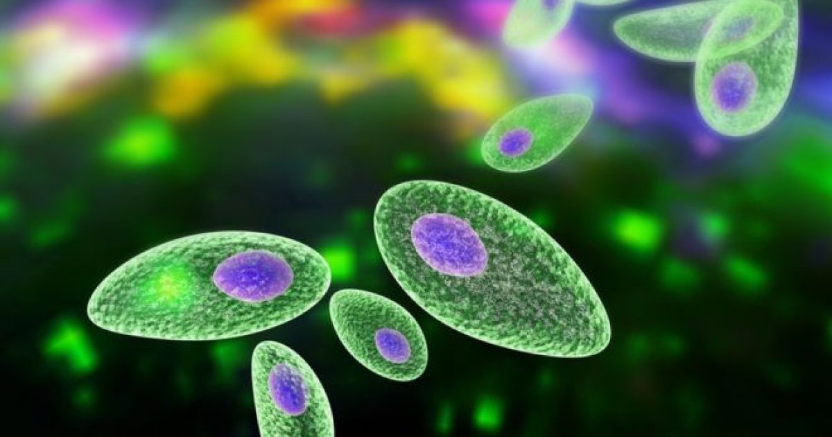 Toxoplasma é um parasita que pode ser transmitido pela ingestão de água, carne e frutas e vegetais contaminados (Getty Images)