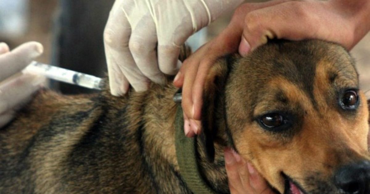 Meta é imunizar pelo menos 130 mil cães na capital durante a campanha (Foto: Divulgação)