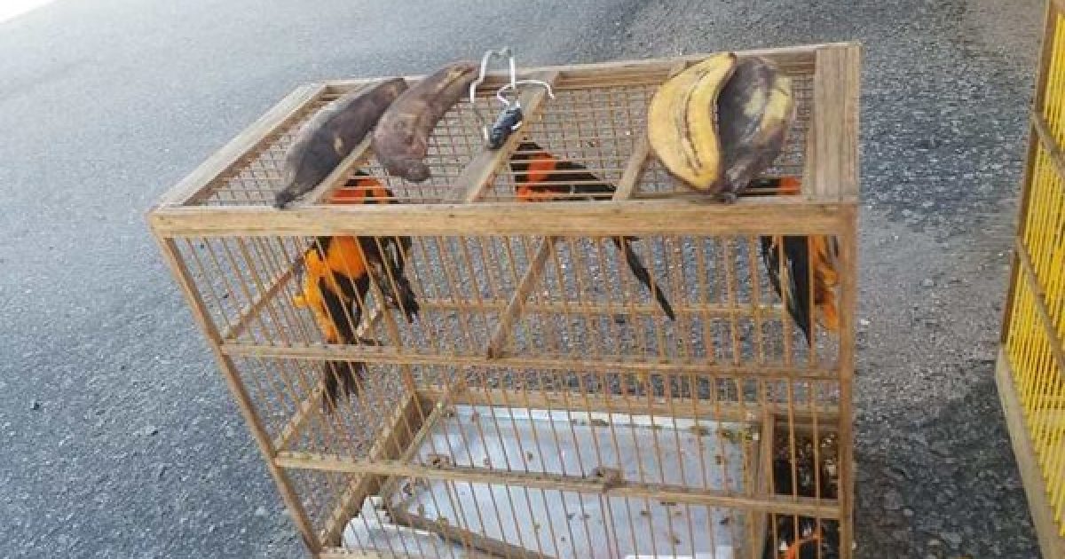A polícia disse que os animais estavam presos em quatro gaiolas sujas, com fezes e um dos pássaros já estava morto. (Foto: Reprodução)