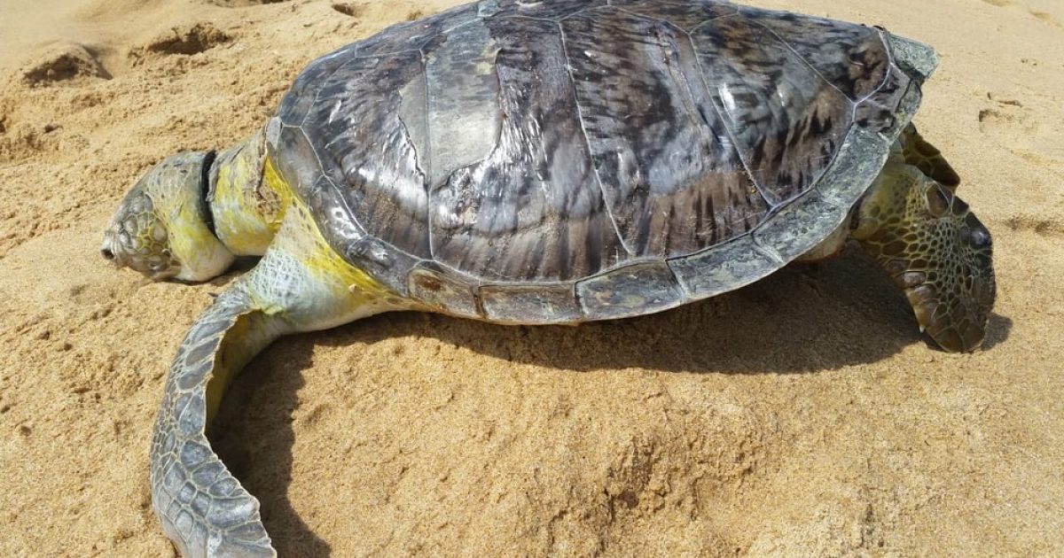 Tartaruga marinha foi encontrada morta, com pescoço cortado por lacre, em praia do sul da Bahia — Foto: Monica Panachão/Projeto A-mar